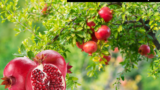 डाळिंब फळ पिकातून  भरघोस नफा मिळवण्यासाठी वापरा या पद्धती